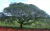 Timbó u Oreja de negro | Árbol Nativo