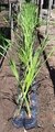 Totora (Typha latifolia )