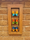 Quadro Grade de Borboletas Horizontal - comprar online