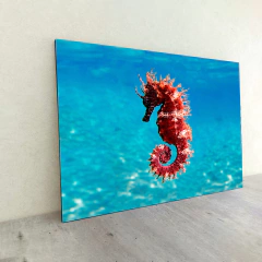 Animales Varios 114 en internet