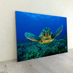 Animales Varios 123 en internet