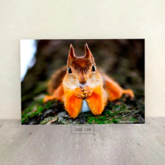 Animales Varios 128 - comprar online