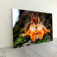 Animales Varios 128 en internet