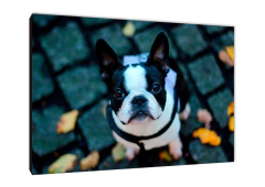 Perros 143 - comprar online