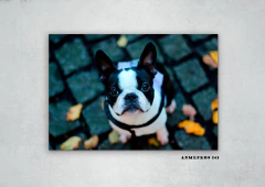 Perros 143 en internet