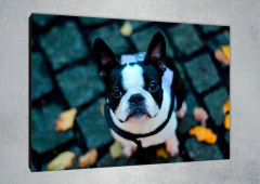 Perros 143 - MetaXroma