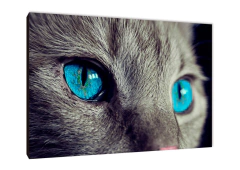 Gatos 144 - comprar online