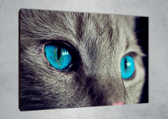 Gatos 144 - MetaXroma