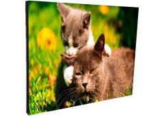 Portallaves de pared Gatos 150 - comprar online