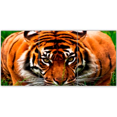 Tríptico simple Tigres 151