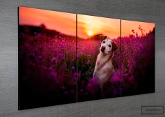 Tríptico simple Perros 15 en internet