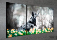 Tríptico simple Perros 17 en internet