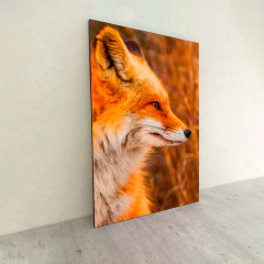 Zorros 22 en internet