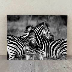 Cebras 25 - comprar online