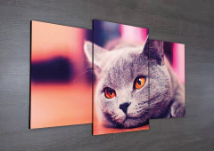 Tríptico escalonado Gatos 25 en internet