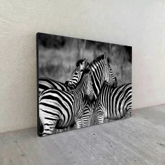 Cebras 25 en internet