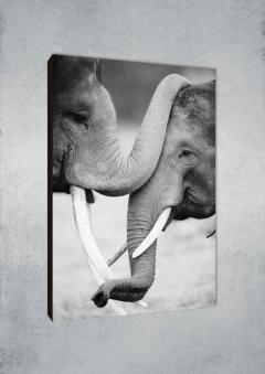 Elefantes 26 - MetaXroma