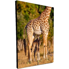 Portallaves de pared Jirafas 3