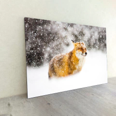 Zorros 32 en internet