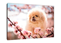 Perros 35 - comprar online