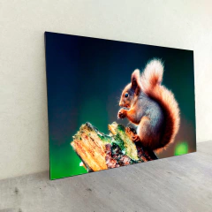 Animales Varios 35 en internet