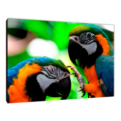Pájaros 37