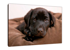 Perros 37 - comprar online