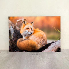 Zorros 38 - comprar online