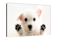 Perros 39 - comprar online