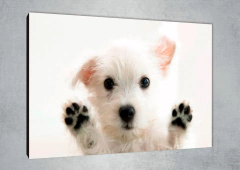 Perros 39 - MetaXroma