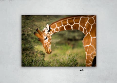 Jirafas 40 en internet