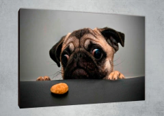 Perros 40 - MetaXroma