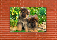 Perros 41 - tienda online