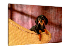 Perros 45 - comprar online