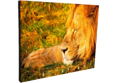 Portallaves de pared Leones 46 - comprar online