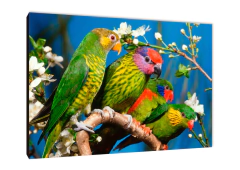 Pájaros 55 - comprar online