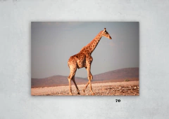 Jirafas 70 en internet
