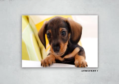 Perros 7 en internet