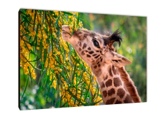 Jirafas 72 - comprar online