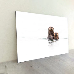 Animales Varios 72 en internet