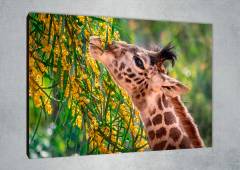 Jirafas 72 - MetaXroma