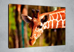 Jirafas 73 - MetaXroma