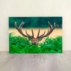 Animales Varios 74 - comprar online