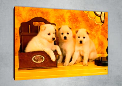 Perros 83 - MetaXroma