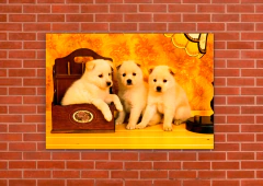 Perros 83 - tienda online