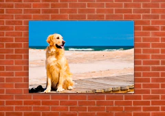 Perros 87 - tienda online