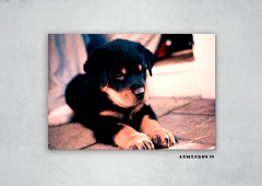 Perros 89 en internet