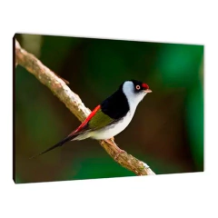 Pájaros 90