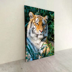 Tigres 95 - MetaXroma