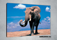 Elefantes 14 - MetaXroma